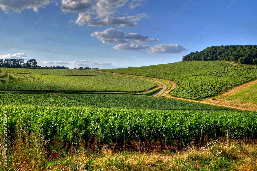 Vignoble Bourguignon. Vignoble Bourguignon.
