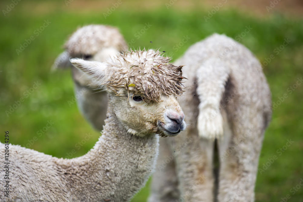 Alpacas on the field. Alpacas on the field.