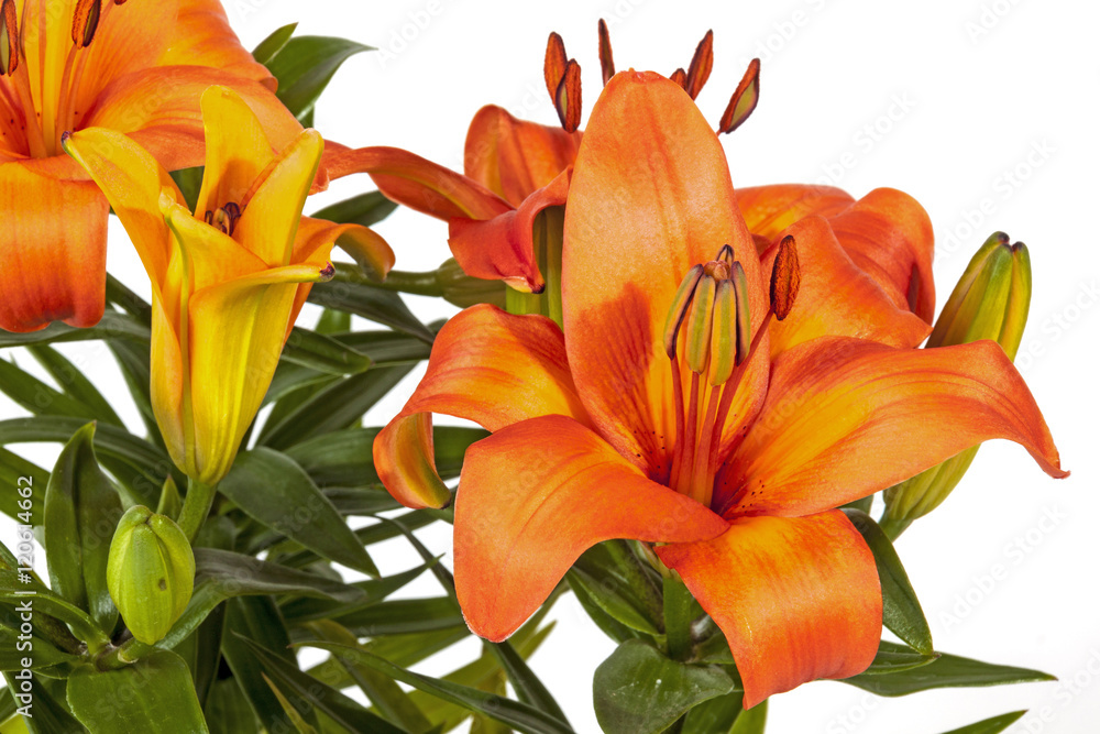 Vivid Orange Asian Lilies and Buds on Green Stems Vivid Orange Asian Lilies and Buds on Green Stems