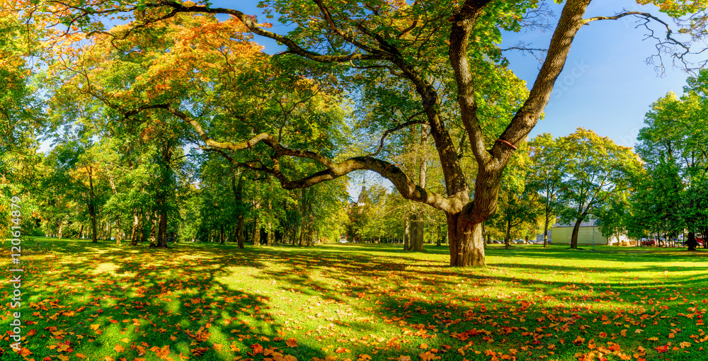 Autumn Autumn