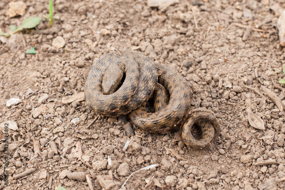 Snake in a defensive posture