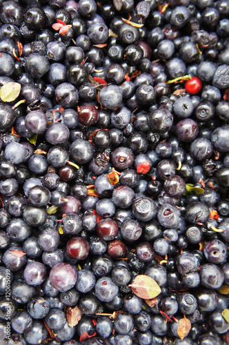 Many raw blue blueberry berries 