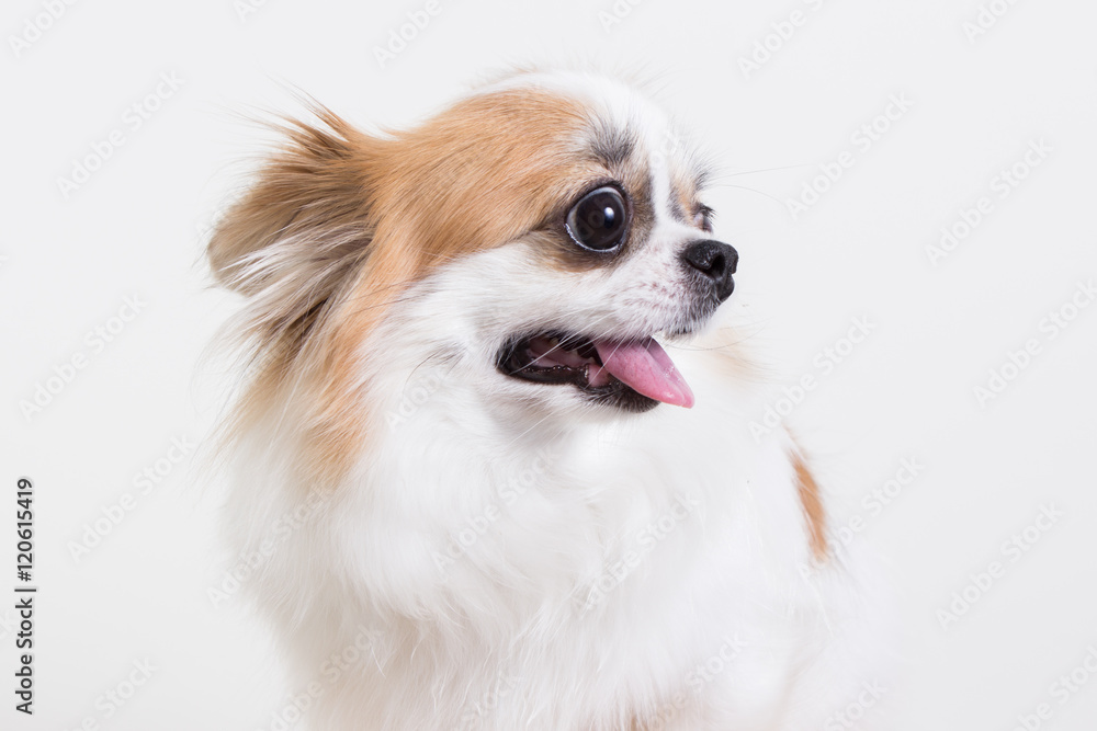 Chihuahua portrait , dog Chihuahua portrait , dog