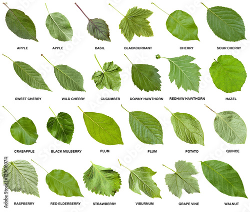 collage from green leaves of trees with names photo