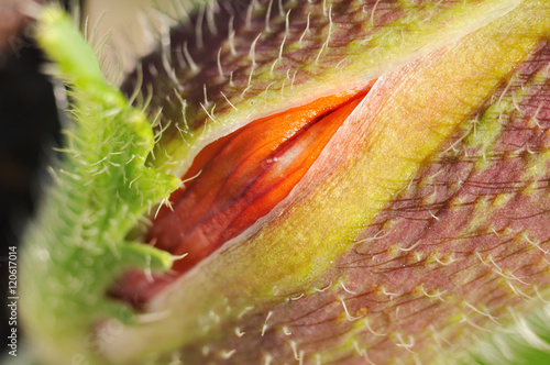 Poppy bud
