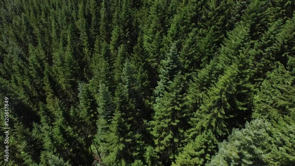 Aerial shot of forest, Oregon