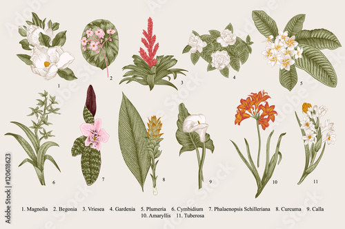 Exotic flowers set. Botanical vector vintage illustration. Design elements. Colorful.
