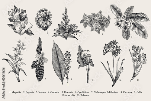 Exotic flowers set. Botanical vector vintage illustration. Design elements. Black and white
