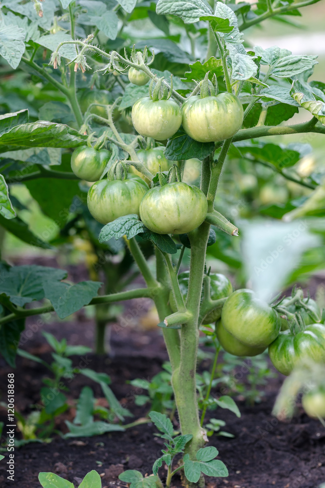 Fresh Harvest Of Green Tomatoes Growing In The Garden Fresh Harvest Of Green Tomatoes Growing In The Garden