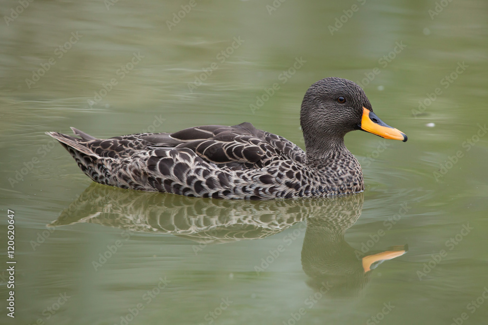Fototapeta premium Yellow-billed duck (Anas undulata).