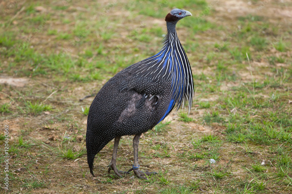 Vulturine guineafowl (Acryllium vulturinum). Vulturine guineafowl (Acryllium vulturinum).