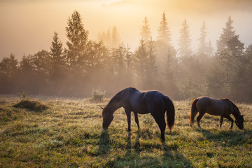 Foto auf Leinwand Pferde Berglandschaft mit grasendem Pferd  © Dmytro Kosmenko