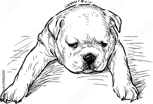 puppy English bulldog tired