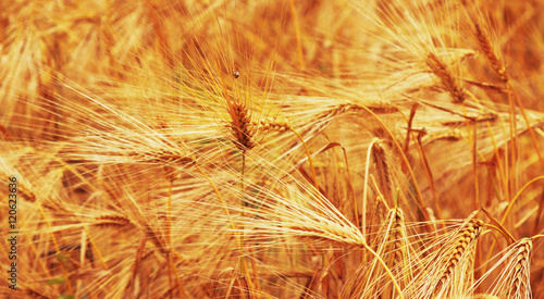 barley field background