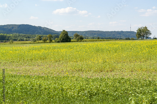 sunny rural landscape