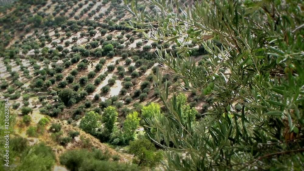 Olive branches with green olives moving in ecological cultivation of olive trees near Jaen, Andalusia, Spain Olive branches with green olives moving in ecological cultivation of olive trees near Jaen, Andalusia, Spain