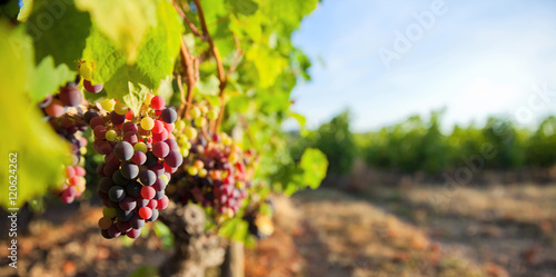 Foto Grappe de raisin dans les vignes