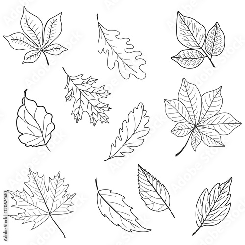 Set of leaves.