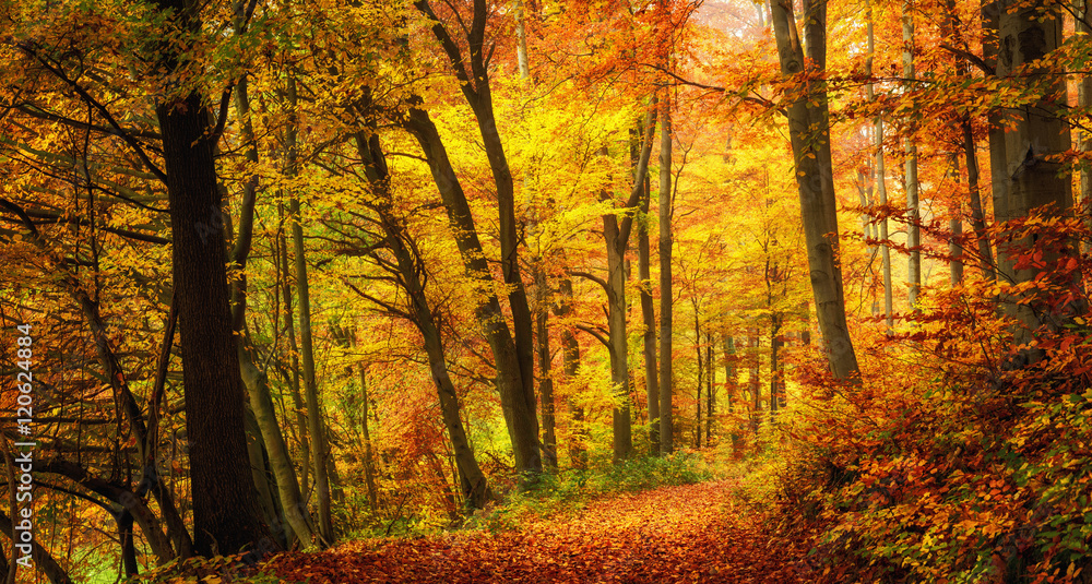 Wald im Herbst in angenehm warmen Farben, ein Weg führt in die Szene hinein