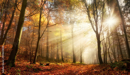 Fototapeta Naklejka Na Ścianę i Meble -  Faszinierende Lichtstimmung in einem bunten Wald im Herbst bei Sonnenschein im Nebel