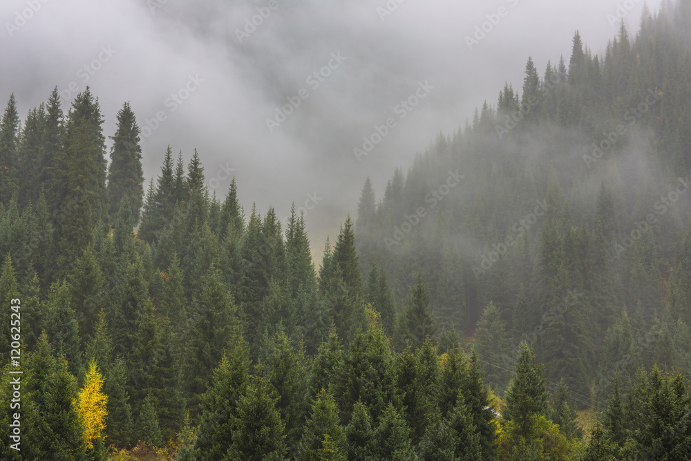 Fog in the mountains, pine trees in the mountains, the background wallpaper, summer, autumn Fog in the mountains, pine trees in the mountains, the background wallpaper, summer, autumn