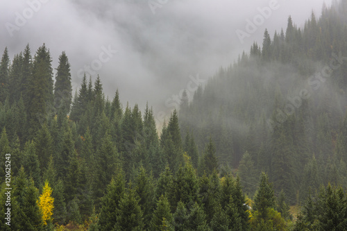 Fog in the mountains  pine trees in the mountains  the background wallpaper  summer  autumn