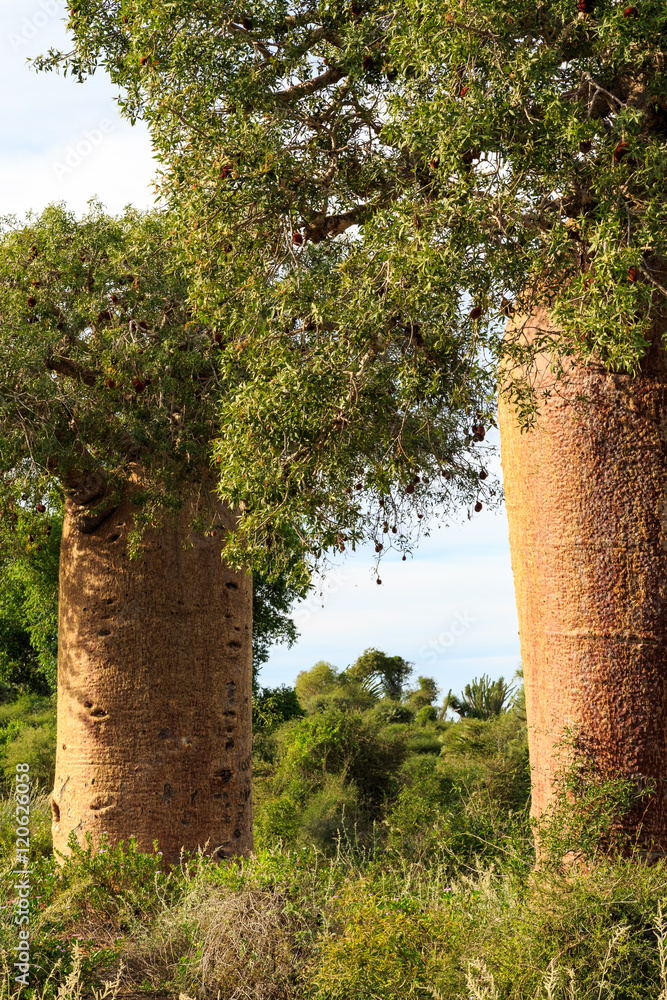 Baobab trees in an African landscape