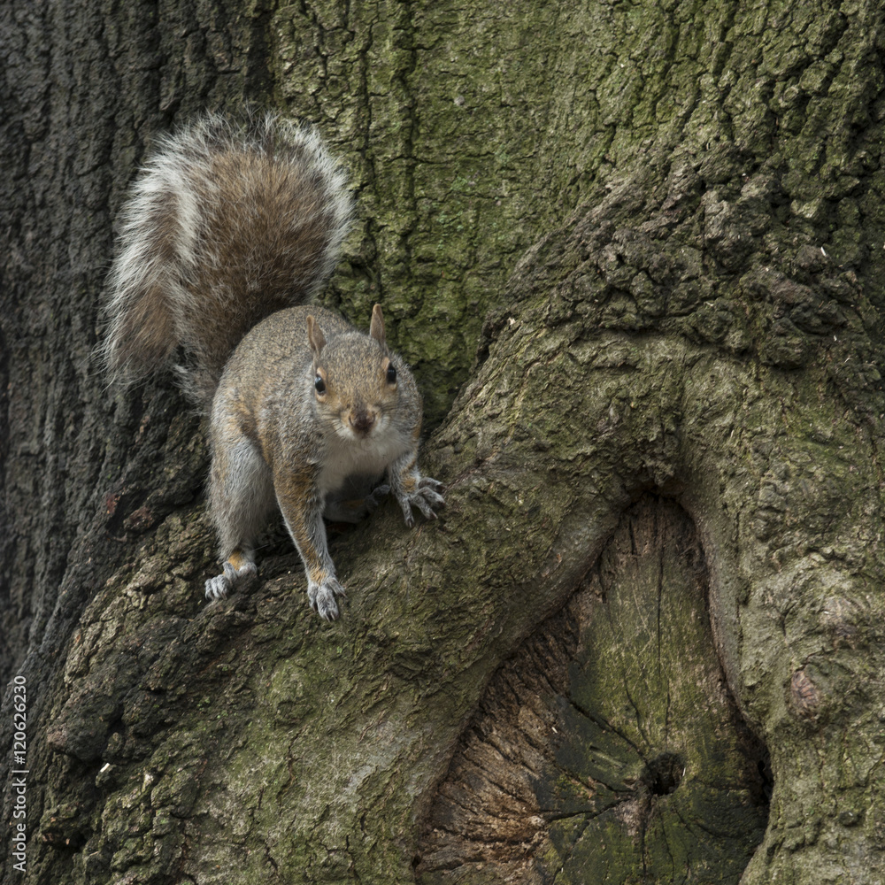 Squirrel on a tree, New York City Squirrel on a tree, New York City