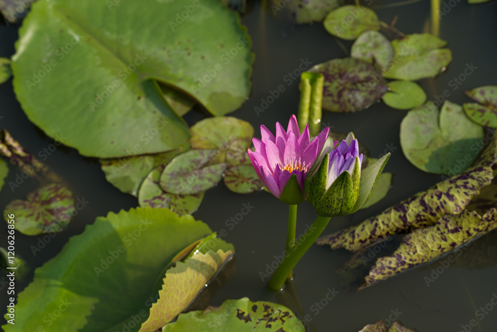 Pink and purple tropical waterlilies in the water Pink and purple tropical waterlilies in the water