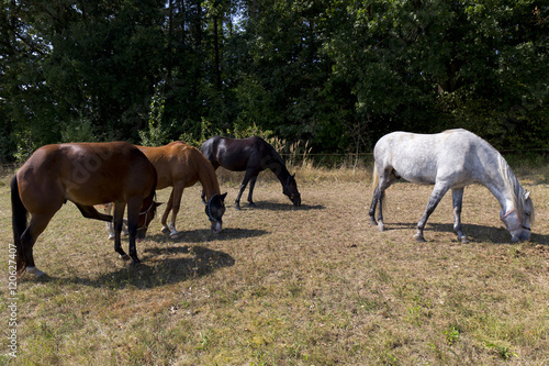 Grazing Horses on the green Field © Kajano