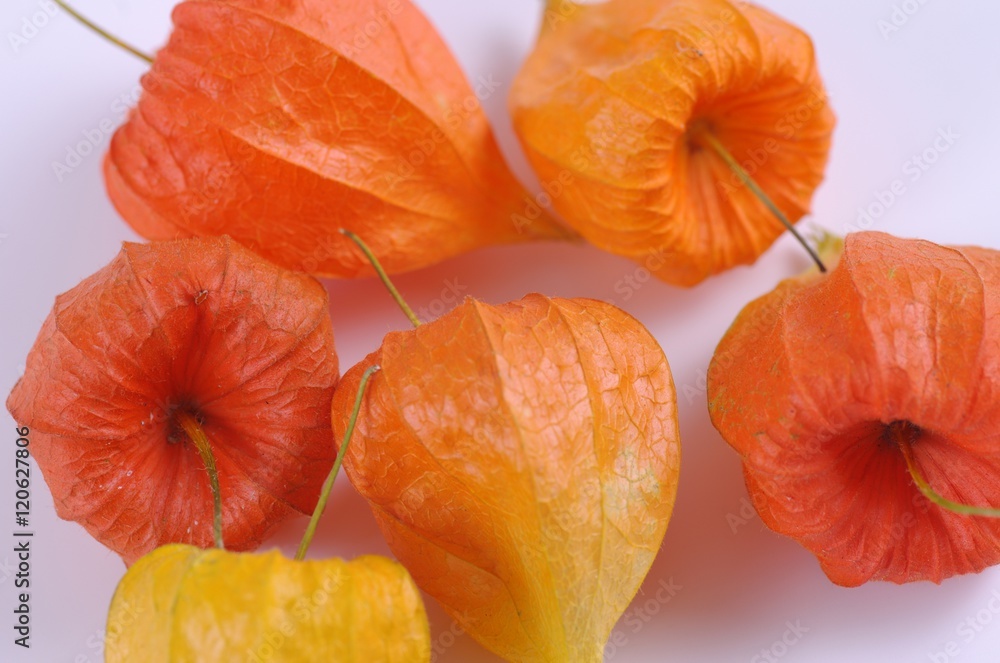 Group of cape gooseberry flowers on white background. Group of cape gooseberry flowers on white background.