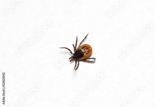 Ixodes ricinus on a white paper.