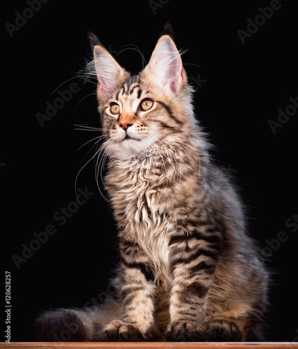 Portrait of domestic black tabby mackerel Maine Coon kitten - 3,5 months old. Cat on black background.