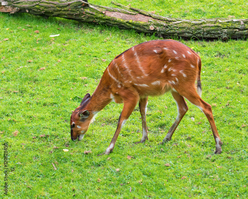 Western Sitatunga (Tragelaphus spekii gratus). Activity of young Sitatunga female antelope eating grass. Pasture of wild animal on the meadow.