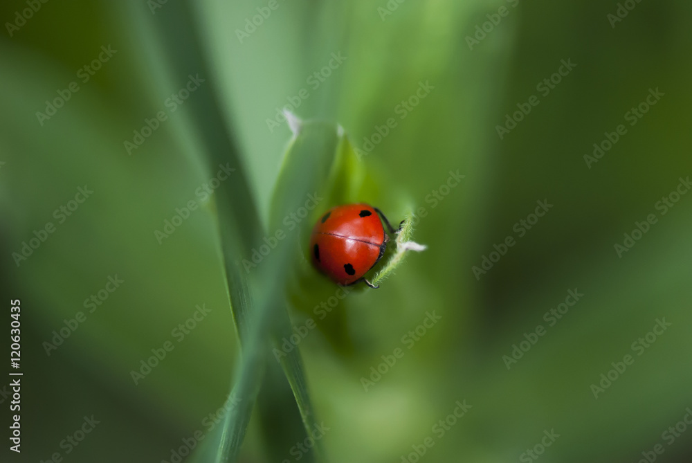 A red ladybug delves into the depths of a green grass blade. A red ladybug delves into the depths of a green grass blade.