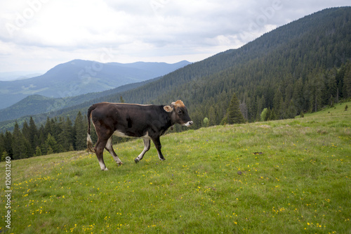 Cow on a summer pasture. Mountains and meadows