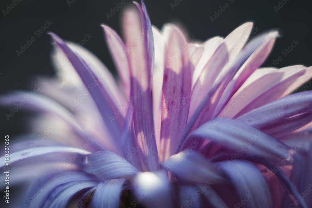 A blooming pink autumn backlit astra flower macro photo. Soft focus A blooming pink autumn backlit astra flower macro photo. Soft focus