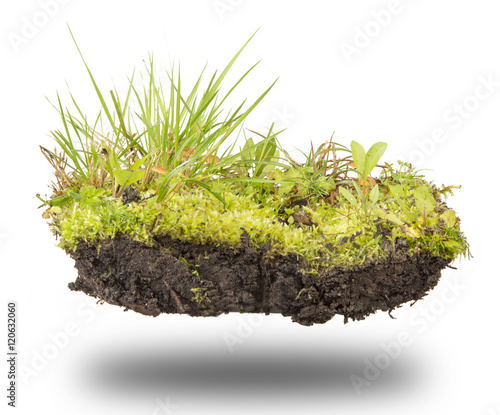 forest soil on white