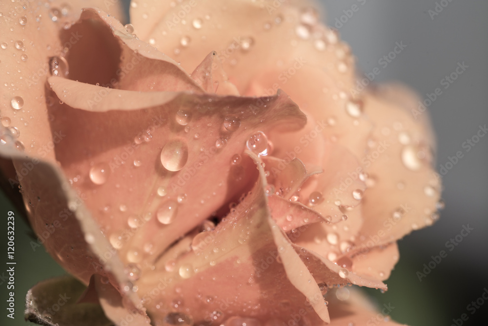 Pink rose with water drops on petals Pink rose with water drops on petals