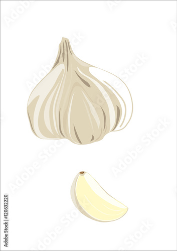 garlic and clove of garlic