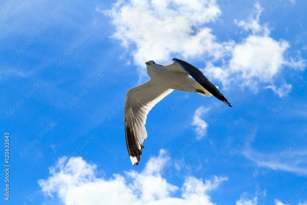 Obraz premium Небо над Белым морем, север России, Карелия.