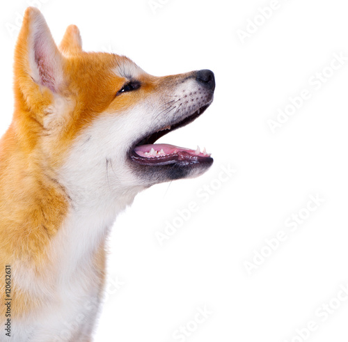 Fototapeta Naklejka Na Ścianę i Meble -  Akita Inu purebred puppy dog isolated on white background. Shiba inu