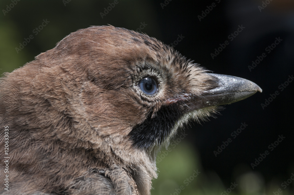 Close up of the head of a jay, Garrulus glandarius. ( Ghiandaia ) Close up of the head of a jay, Garrulus glandarius. ( Ghiandaia )