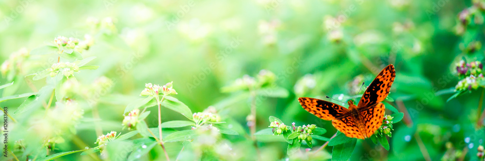 Obraz premium Beautiful orange butterfly