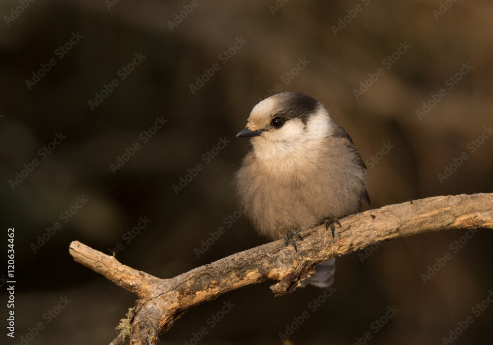 Fototapeta premium Gray Jay