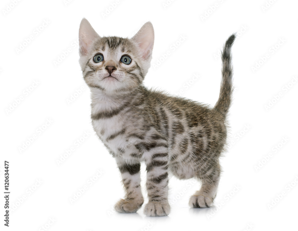 Fototapeta premium bengal kitten in studio