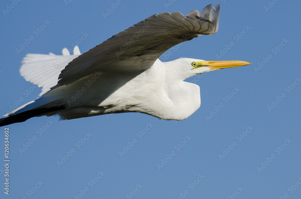 Profile of Great Egret Flying in a Blue Sky