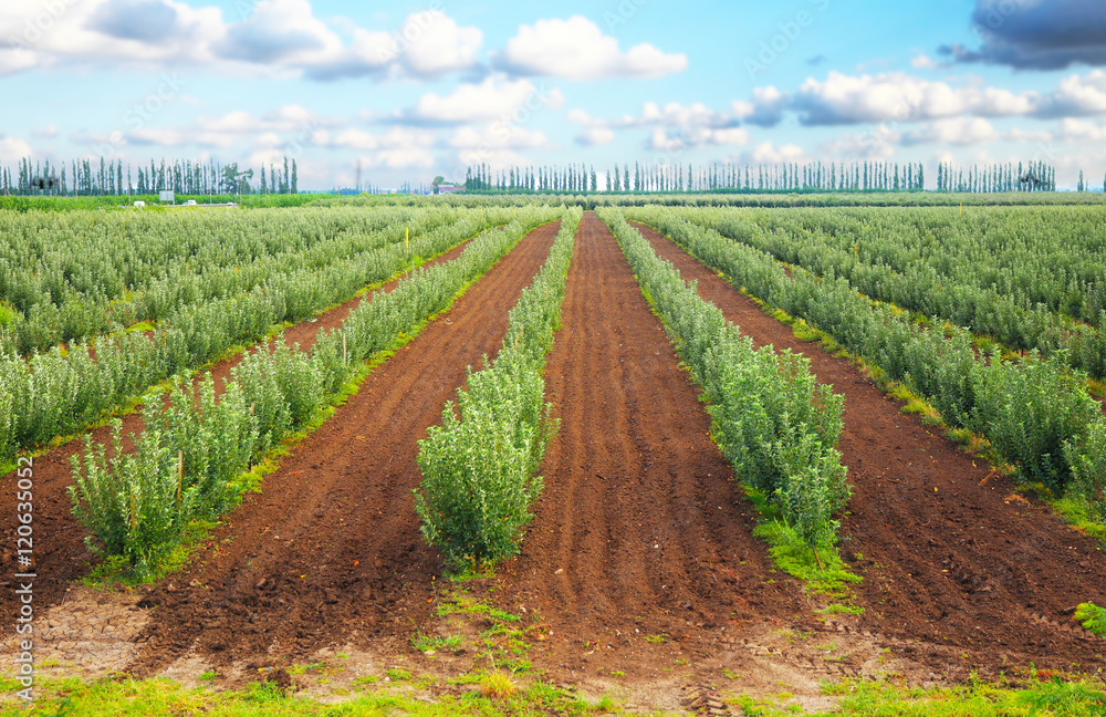 Apple garden under blue sky