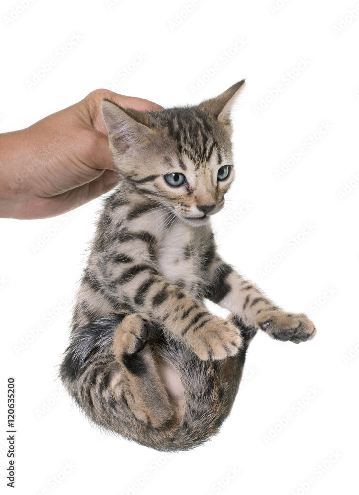 Obraz premium bengal kitten in studio
