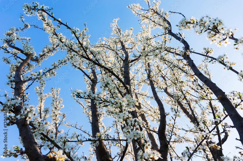 Spring tree blossoms Spring tree blossoms
